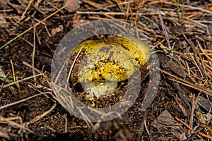 Young little mushroom Tricholoma equestre in pine forest closeup. photo