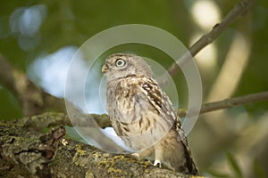 Young Little Owl Athene Noctua on a branch looking up