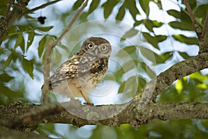 Young Little Owl Athene Noctua on a branch in a tree
