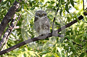 A young little owl sitting on a branch