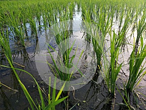 Young little paddy grow in closeup. Neatly planted young fresh green rice plant in paddy field. photo