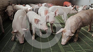 Young little pigs on a farm in a pigsty look into the camera and sniff.