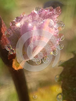 young little pink grape vine with inflorescence bud and leaves with morning dew on the leaf margins