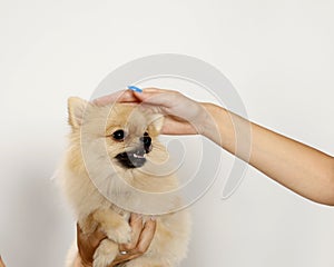 Young little Pomeranian dog is posing in studio on isolated background. Pets and animals.