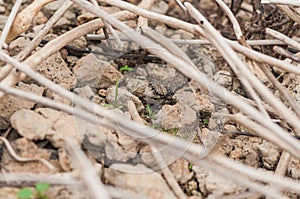 The young Little Ringed Plover disguise beside stone and branch