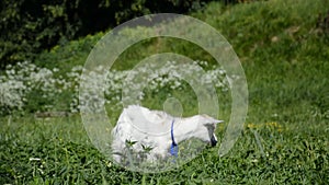 Young little white goat grazing at meadow