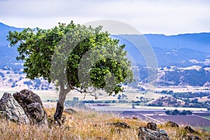 Young live oak tree growing on the hills of south San Francisco bay area; Coyote valley in the background; San Jose, California