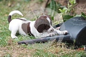 A young liver and white working type english springer spaniel pet