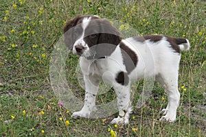 A young liver and white working type english springer spaniel pet