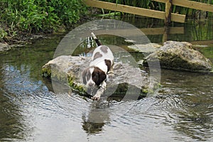 A young liver and white working type english springer spaniel pet