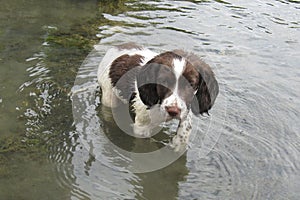 A young liver and white working type english springer spaniel pet