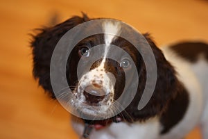 A young liver and white working type english springer spaniel pet