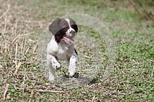 A young liver and white working type english springer spaniel pet