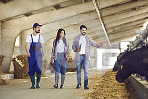 Young farm manager and workers walking along stables with feeding cattle in big barn