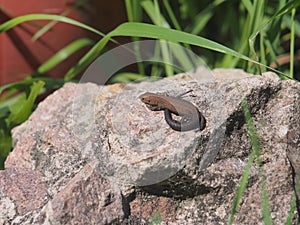 Young lizard basking in the sun. Lacerta agilis. Sand lizard