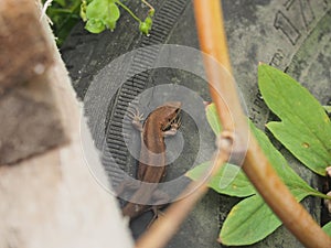 Young lizard basking in the sun. Lacerta agilis. Sand lizard