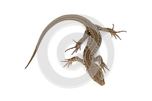 Young lizard - Lacerta agilis