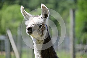 A young llama,Lama glama. Portrait of a young llama in summer. Black and white llama