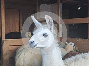 Young llama white colored with alpaca herd in front of feeding place outdoors in closeup view