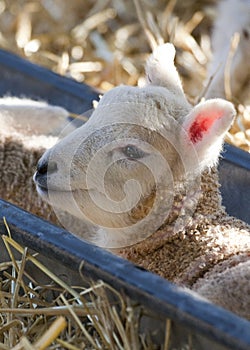 Young Lleyn lamb at lambing time