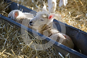 Young Lleyn lambs at lambing time