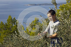 Young local farmer picking olives in traditional way. Harvesting eco olives for extra virgin olive oil