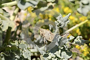 Young locusts Locusta migratoria on the plant