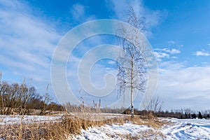 A young lonely birch tree in winter against the background of a snowy field, forest and blue sky with small clouds. Sunny