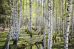 Young lonely deer in birch forest. Sunny summer day