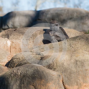 Young, lonely gorilla sitting on rocks