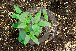 Young long bean growing in soil