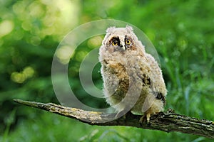 Young long eared owl Asio otus