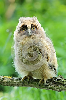 Young long eared owl Asio otus