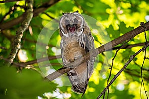 Young long-eared owl Asio otus screaming sitting on a branch in the forest