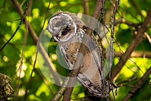 Young long-eared owl Asio otus wagging its head from curiosity