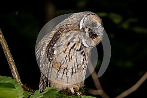 Young long-eared owl Asio otus wagging its head from curiosity