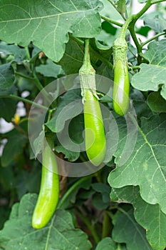 Young long green eggplants on the eggplant tree