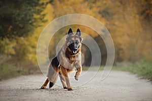 Young long haired female german shepherd dog running fast on the road in daytime in autumn