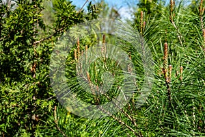 Young long shoots on Pinus densiflora Umbraculifera with evergreens background