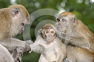 Young Long Tail Macaque Being Groomed