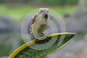 A young long tailed shrike is perched on the tip of a palm tree leaf.