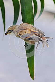 A young long tailed shrike is perched on the tip of a palm tree leaf.