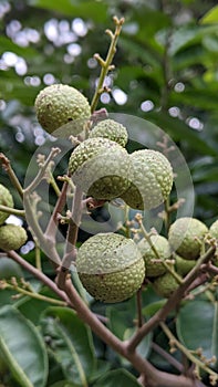 Young longan fruit