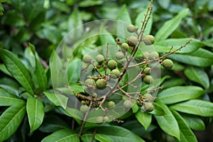 Young longan fruit