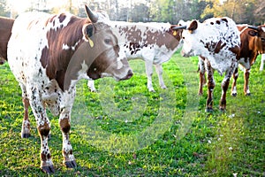 Young Longhorn Cattle