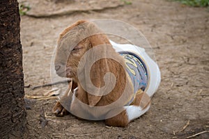 Young lovely goat sleeping near the tree.