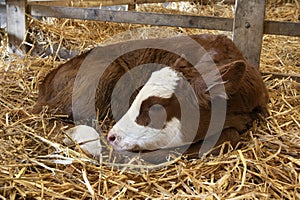 Young lovely one week old livestock calf lying in the straw