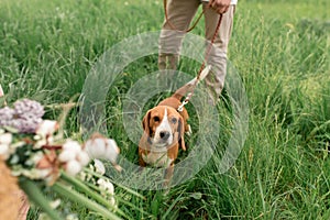 Young loving couple having fun and running on the green grass on the lawn with their beloved domestic dog breed Beagle and a