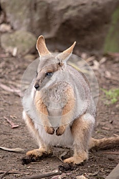 the young low footed rock wallaby is standing up on its hind legs