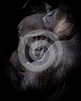 Young lowland gorilla with its mother.